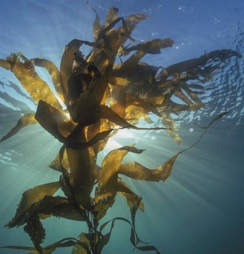 這5種海里的“寶藏菜”，富含大量生物活性物質(zhì)！強烈建議多吃